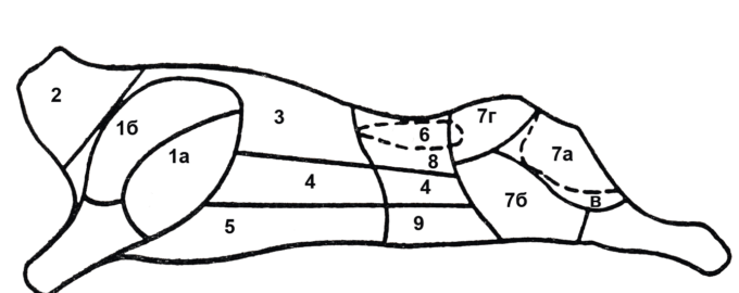 Схема разделки говяжьей туши